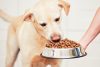 I Migliori 10 Snack per Cani Diabetici