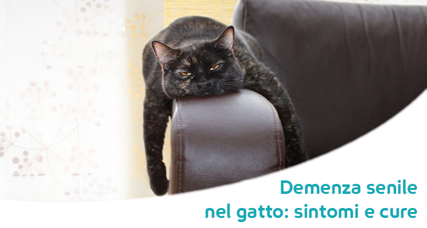 Demenza senile: il gatto non si lava più, dorme sempre e miagola