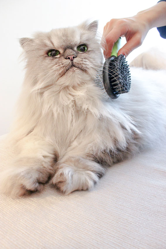 Gatto Persiano: il micio più aristocratico e le Spazzole per Gatti