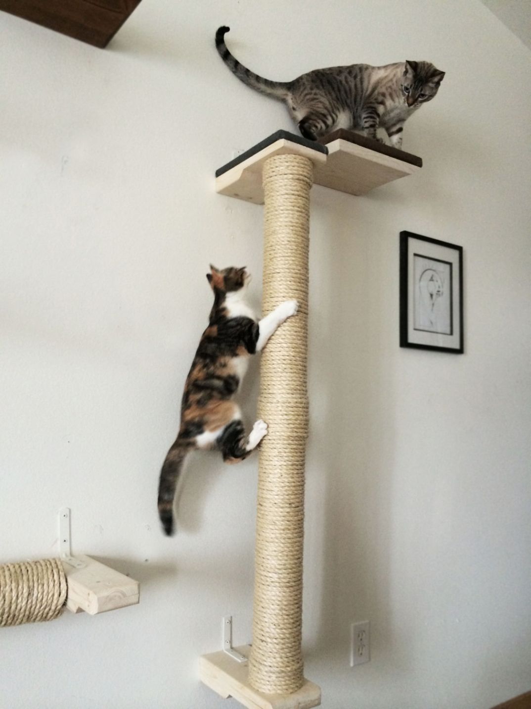 torre da arrampicata HOMIDEC Albero tiragraffi per gatti 145 cm cuccia per gatti albero tiragraffi per attività con giocattoli per gatti piattaforme