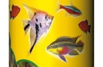 I Migliori 6 Cibi Vivi per Pesci d’Acqua Dolce