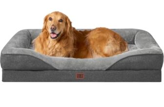 Le Migliori 6 Cucce da Interno per Cani