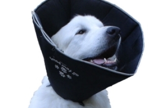 I Migliori 9 Collari a Imbuto per Cani